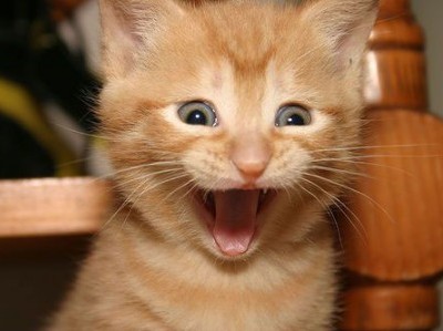 MFANO WA FURAHA NILIYONAYO, HA HA HAA